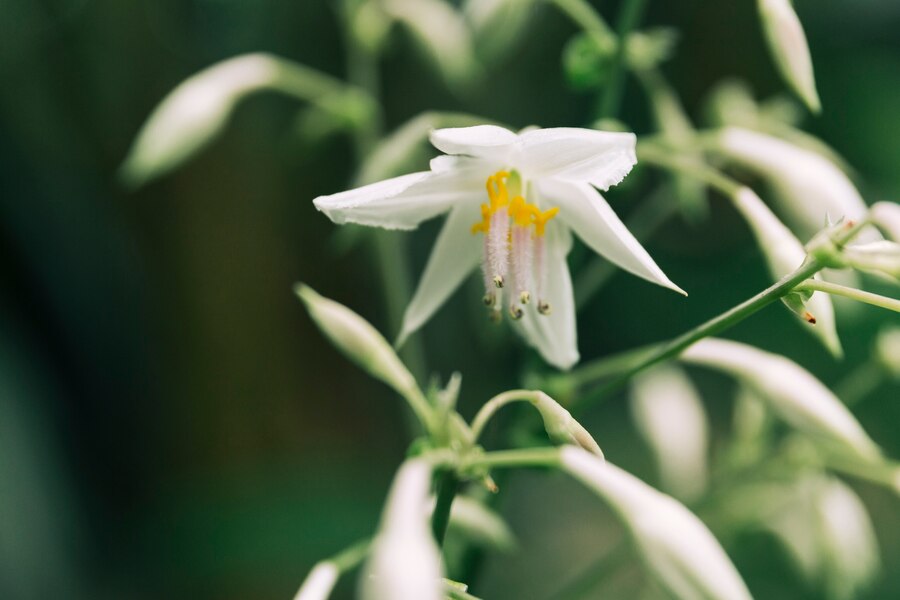 edelweiss flower