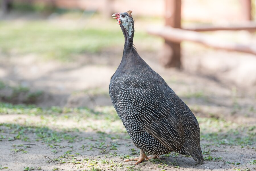 guinea fowl