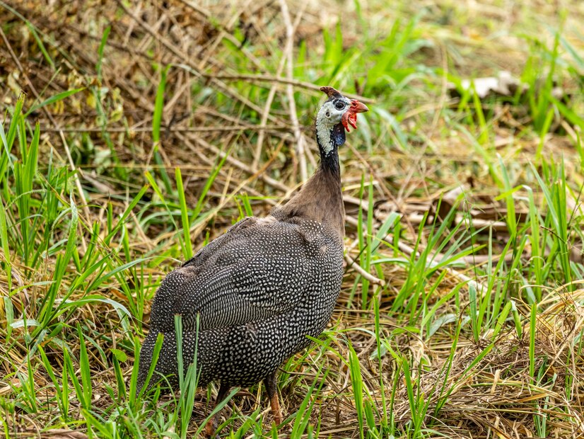 guinea fowl