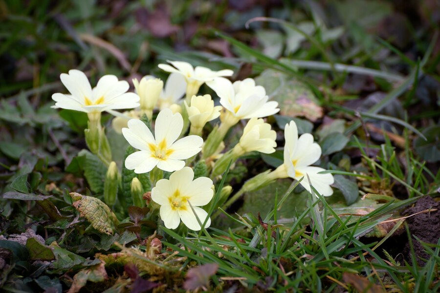 edelweiss flower