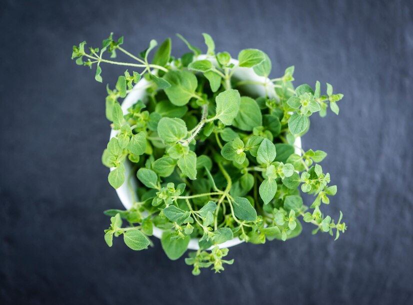 marjoram